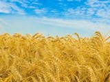 images_(1)