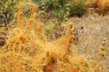 Cuscuta-3-640x428-1